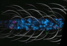 Opublikowano pierwszy na świecie komórkowy atlas komarów