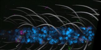 Выпущен первый в мире клеточный атлас комаров