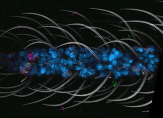 Opublikowano pierwszy na świecie komórkowy atlas komarów