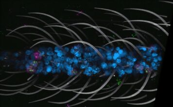 Выпущен первый в мире клеточный атлас комаров