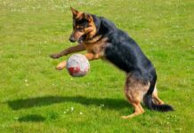 Собаки, одержимі іграшками, можуть свідчити про залежність