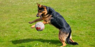 Собаки, одержимі іграшками, можуть свідчити про залежність