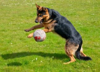 Собаки, одержимі іграшками, можуть свідчити про залежність