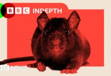 Армагедон: чому щури кишать у наших містах