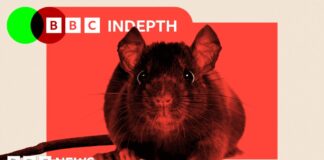 Армагедон: чому щури кишать у наших містах