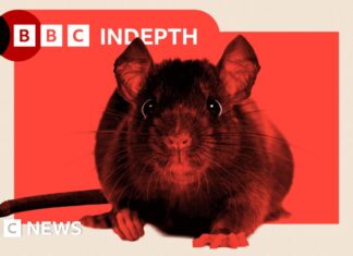 Армагедон: чому щури кишать у наших містах