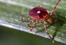 Смертельна алергія на м’ясо, пов’язана з укусом кліща: перший задокументований випадок