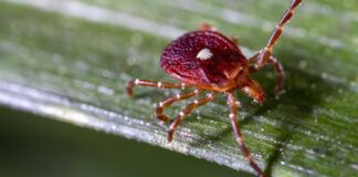 Смертельная Аллергия на Мясо, Связанная с Укусом Клеща: Первый Задокументированный Случай