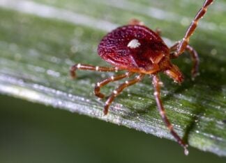 Смертельна алергія на м’ясо, пов’язана з укусом кліща: перший задокументований випадок
