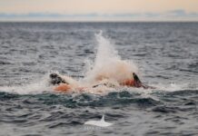 Невидимі кадри: перші хвилини життя морської видри