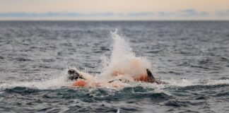 Rekaman Belum Pernah Ada Sebelumnya Mengabadikan Jam Pertama Kehidupan Anak Sapi Orca