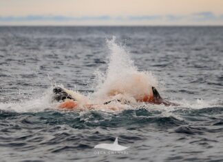 Невидимі кадри: перші хвилини життя морської видри