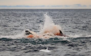 Unprecedented Footage Captures First Hour of an Orca Calf’s Life