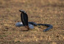 Невеликий прорив антитіл дає надію проти найсмертоносніших змій Африки