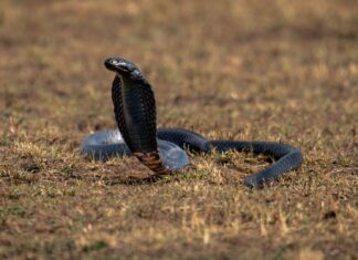 Невеликий прорив антитіл дає надію проти найсмертоносніших змій Африки