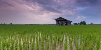 Mondiale rijstopbrengsten worden bedreigd door toenemende overstromingen