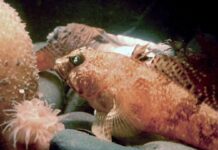 Антарктичні риби будують геометричні гнізда в глибоких водах