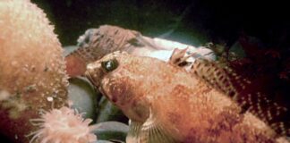 Антарктичні риби будують геометричні гнізда в глибоких водах