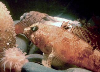 Антарктичні риби будують геометричні гнізда в глибоких водах