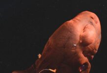 Le génome du calmar vampire révèle les origines anciennes des céphalopodes