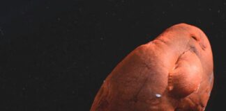 Genom wampiromorficznej kałamarnicy ujawnia pochodzenie starożytnych głowonogów