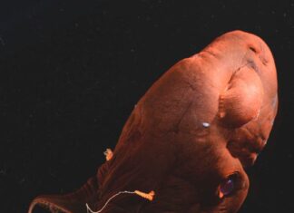 Геном вампіроморфного кальмара розкриває стародавнє походження головоногих