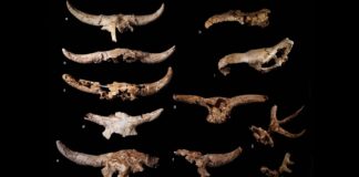 Neandertaler sammelten absichtlich Tierschädel aus kulturellen Gründen, nicht aus Überlebensgründen