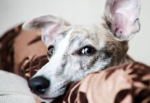 Собаки вчать імена іграшок, підслуховуючи, як діти