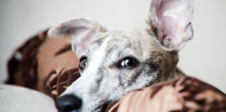 Cães aprendem nomes de brinquedos espionando, assim como crianças humanas