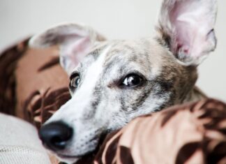 Собаки вчать імена іграшок, підслуховуючи, як діти