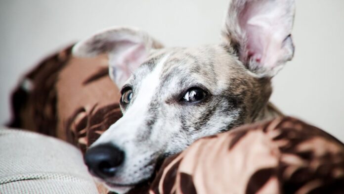 290a8035-5734-478d-9dd1-8f7921ecc57a