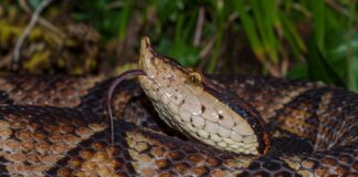 Botox mostra-se promissor como novo tratamento para picada de cobra