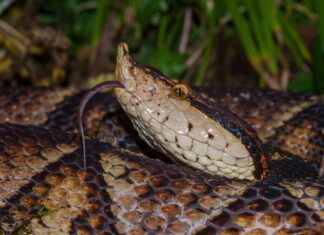 Ботокс як новий перспективний засіб лікування укусів змій