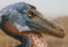 Стародавній хижак використовував голову як зброю, пропонує нові копалини