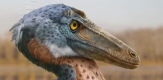 Der alte Raptor nutzte seinen Kopf als Waffe, wie ein neues Fossil vermuten lässt