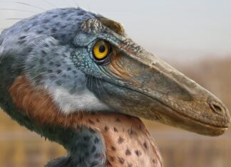 Стародавній хижак використовував голову як зброю, пропонує нові копалини