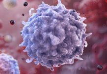 Омолодження імунітету: вчені перепрограмували печінку, щоб стимулювати вироблення старіючих Т-клітин