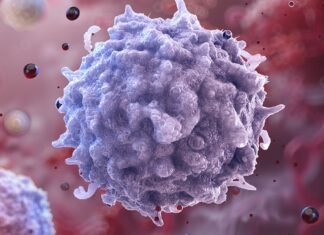 Омолодження імунітету: вчені перепрограмували печінку, щоб стимулювати вироблення старіючих Т-клітин