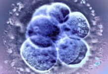 La ovulación natural es igualmente efectiva y más segura para las transferencias de embriones congelados