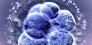 Přirozená ovulace je stejně účinná a bezpečnější při přenosu zmrazených embryí