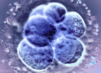 Природна овуляція є такою ж ефективною та безпечнішою при перенесенні заморожених ембріонів