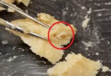 Десятиліття видобутку лосося розкривають дивовижні відомості про морські екосистеми