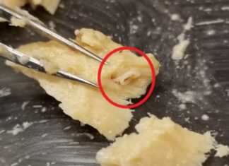 Десятиліття видобутку лосося розкривають дивовижні відомості про морські екосистеми