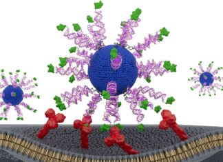 Новий експериментальний препарат від раку, спричиненого ВПЛ, демонструє багатообіцяючі результати на ранніх стадіях випробувань