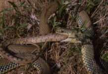 Змії Багаторазово Розвивають Канібалізм: Широко Поширена Стратегія Виживання