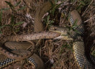 Змії Багаторазово Розвивають Канібалізм: Широко Поширена Стратегія Виживання