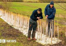 Національний трест відновлює живоплоти в маєтку Уїмпол для дикої природи та стійкості до зміни клімату