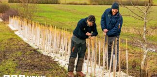 National Trust blaast heggen op Wimpole Estate nieuw leven in voor natuur- en klimaatbestendigheid