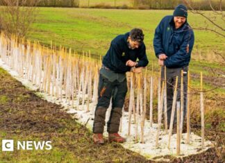 Національний трест відновлює живоплоти в маєтку Уїмпол для дикої природи та стійкості до зміни клімату