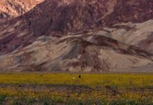 Рідкісне та Яскраве Цвітіння в Долині Смерті